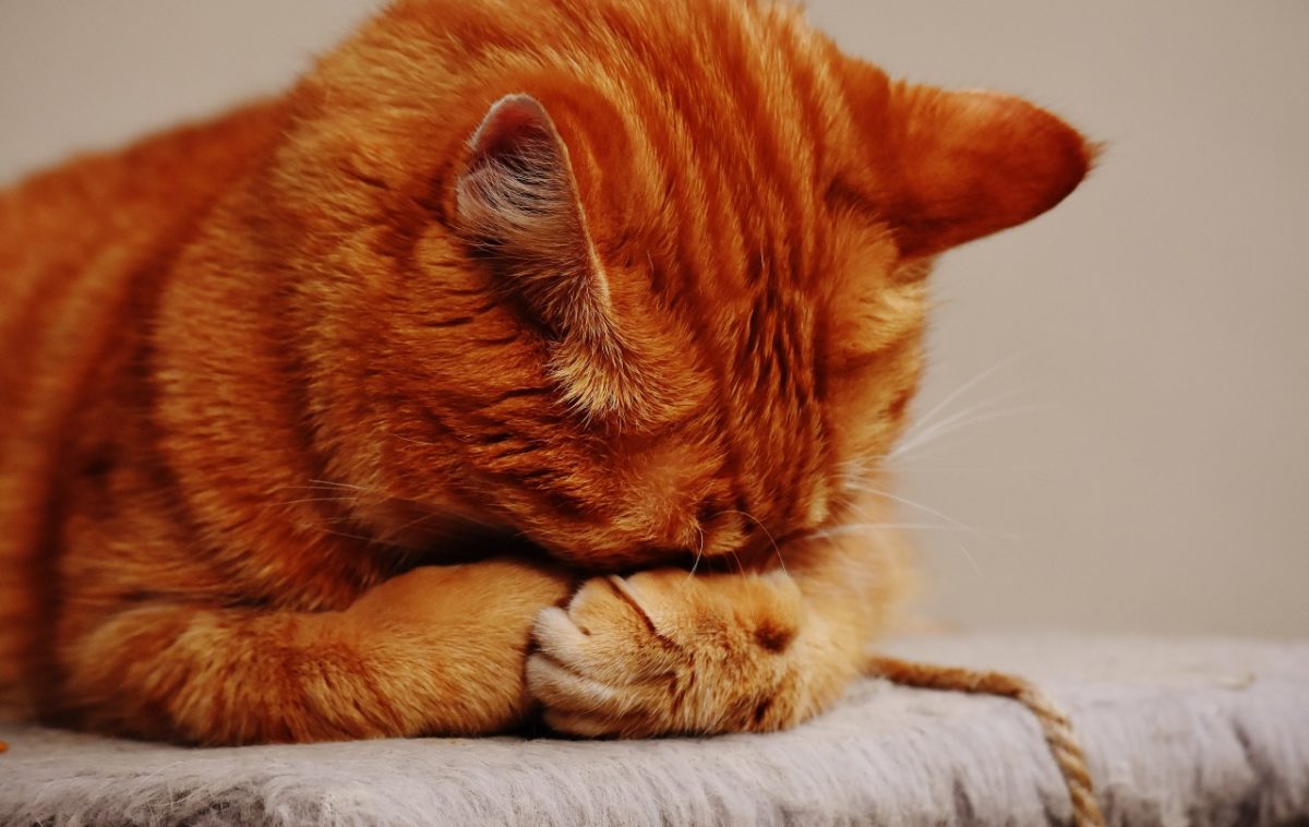 Banner image for blog post: La cystite: un signe de stress courant chez les chats