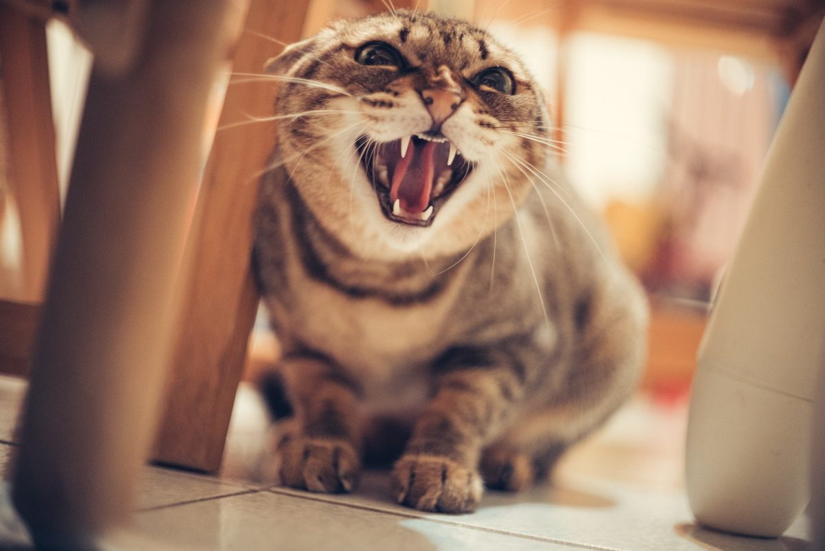 Bannerbild für Blogbeitrag: 7 Tipps für Katzensitter zum Umgang mit aggressiven Katzen