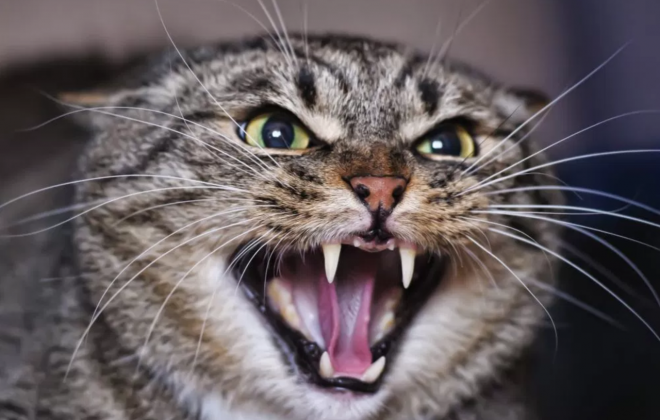 Thumbnail Bild für Blogbeitrag: Copy 7 Tipps für Katzensitter zum Umgang mit aggressive Katzen