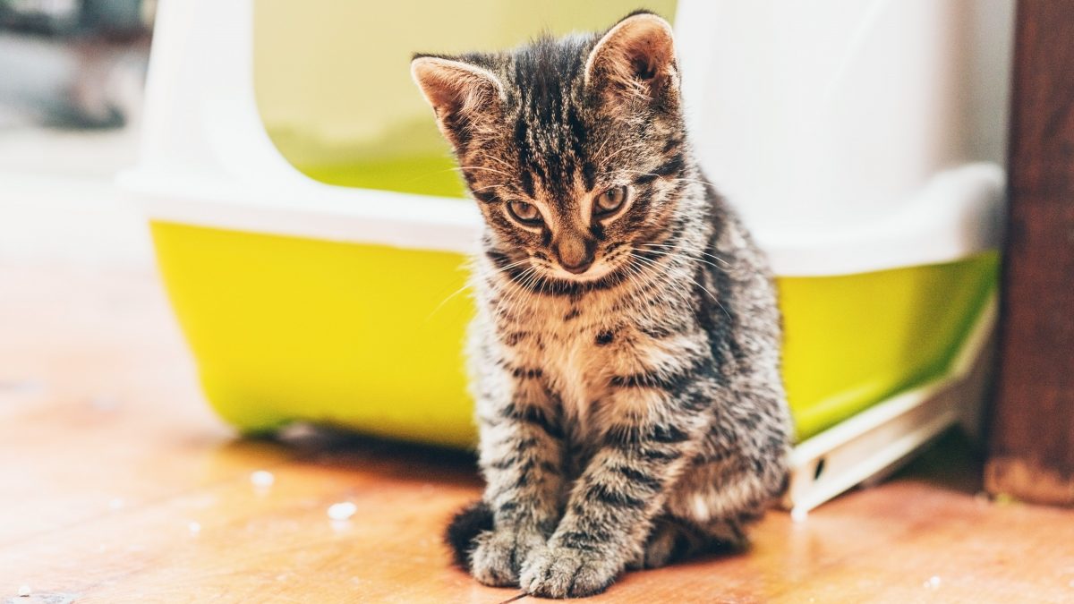 How cat owners can deal with litter tray upsets