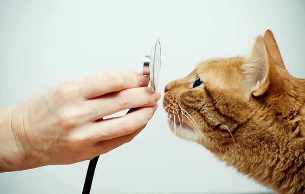 Bannerbild für Blogbeitrag: Wann muss ich mit meiner Katze zum Tierarzt?