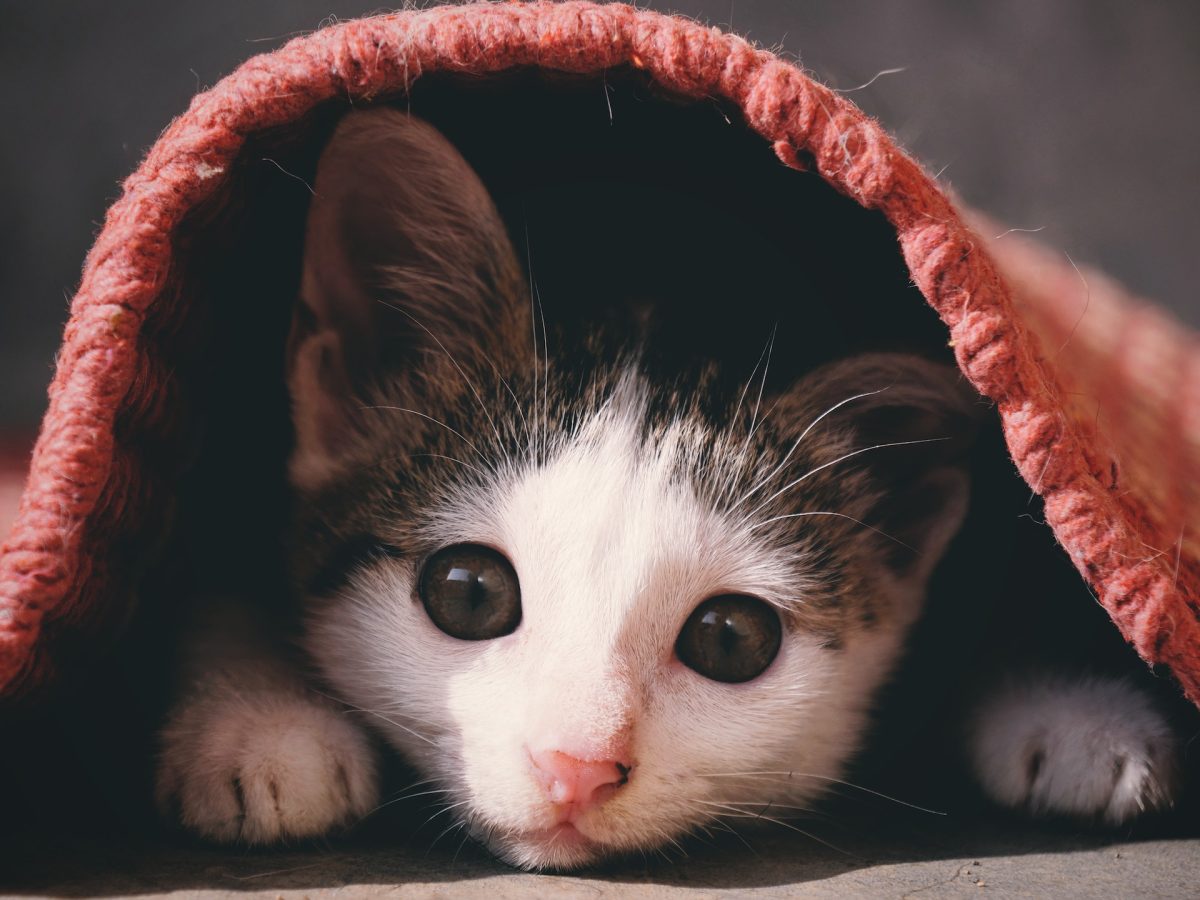 Bannerbild für Blogbeitrag: Mit stressfreier Katze in den Urlaub