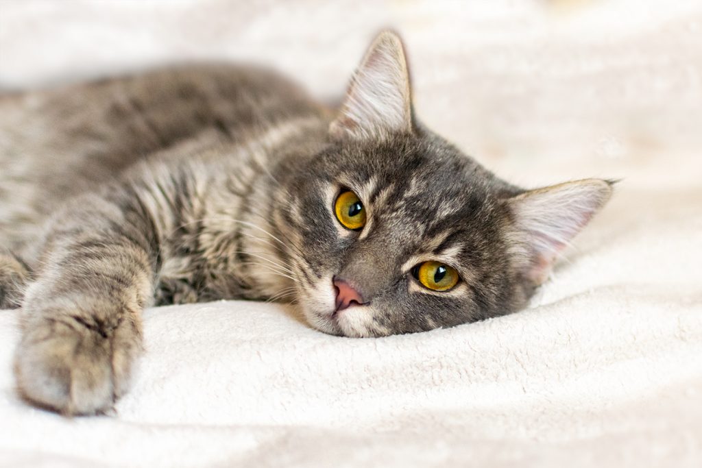 Watch out for symptoms of cystitis in your cat