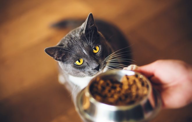 Cat in a Flat's guide to the top ten reasons to hire a cat sitter