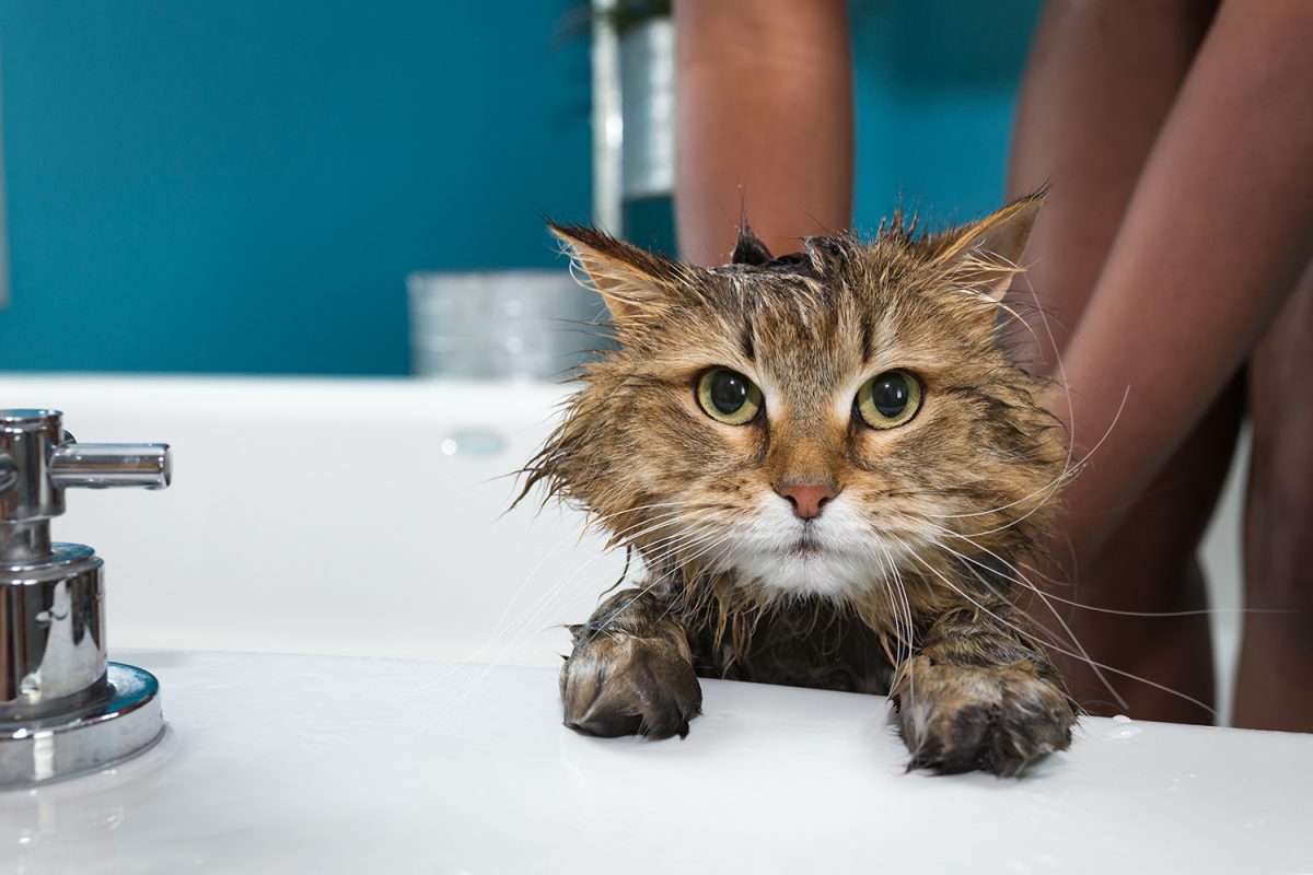 Banner image for blog post: Should I Bathe My Cat?