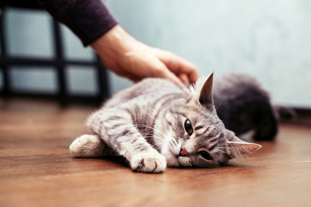 Katzensitter sorgen sich um deine alte oder kranke Katze während du nicht da bist.
