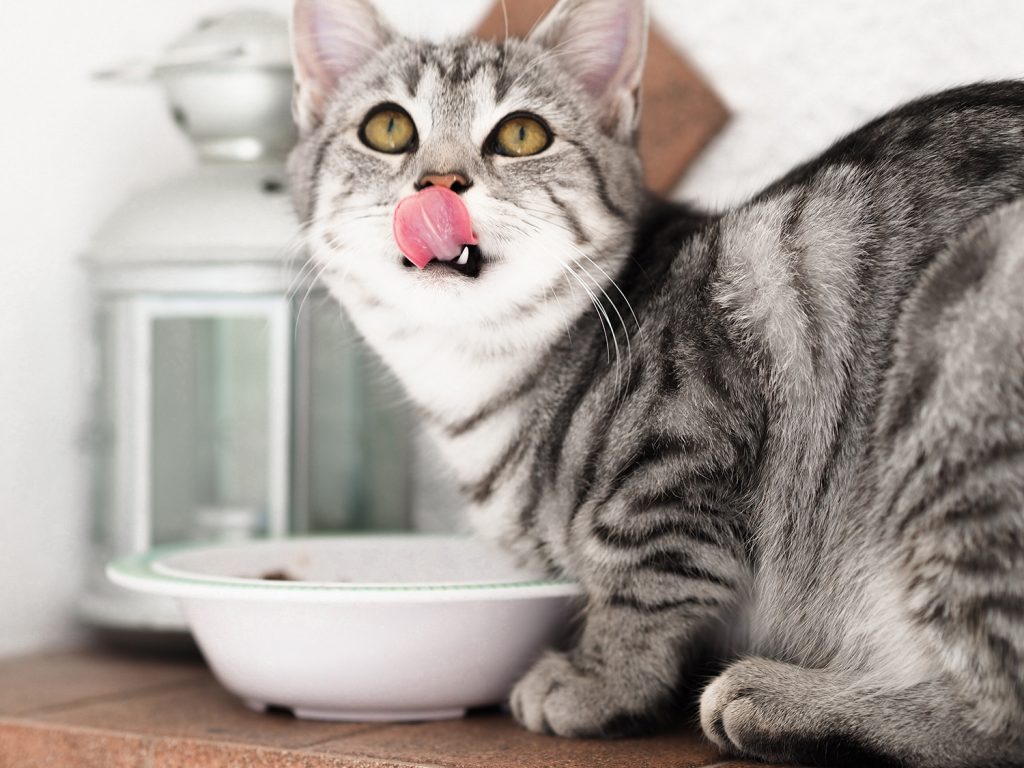 Can you feed your cat a vegan diet?