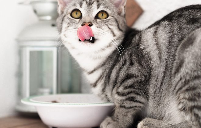 Can you feed your cat a vegan diet?