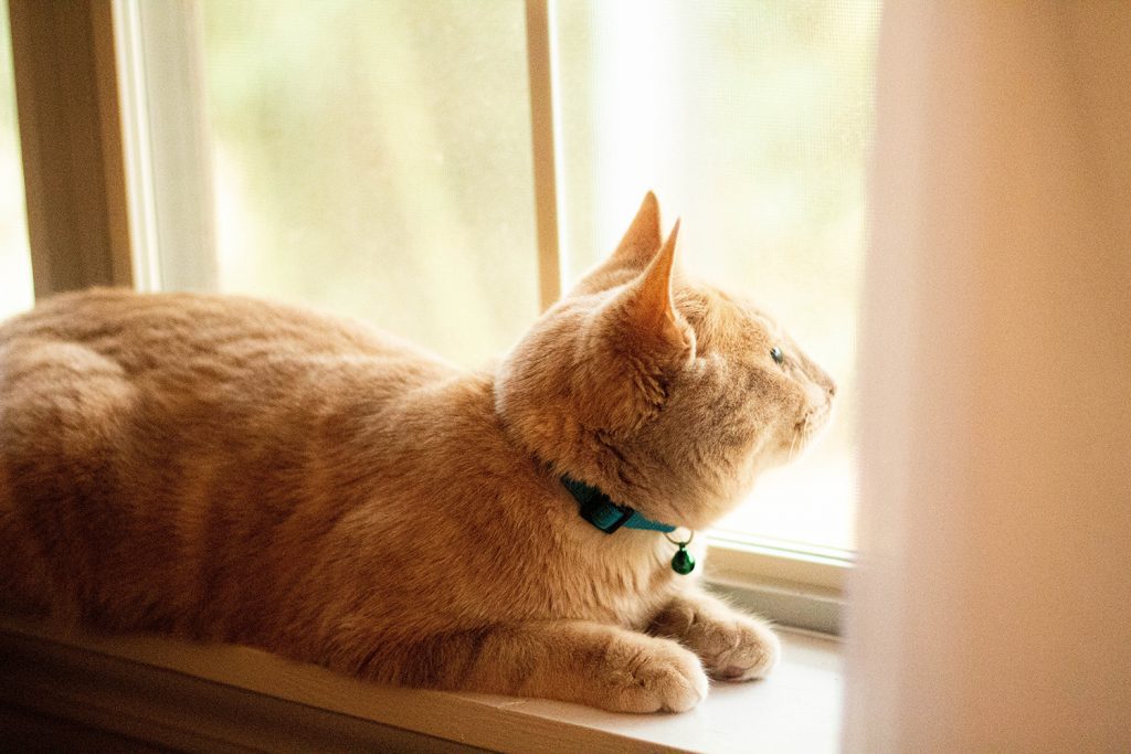 Cats often chatter when staring at birds out of the window