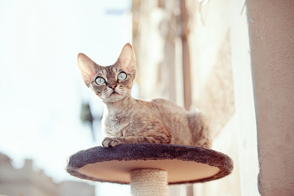 Devonshire Rex cats are known for being hypoallergenic