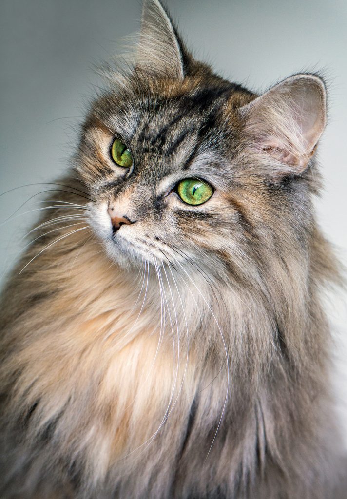 Siberians are well known as one of the most hypoallergenic cats