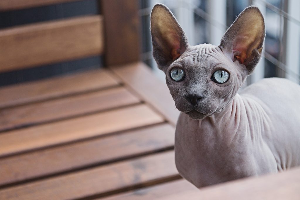 Hairless Sphynx cats are less likely to provoke allergic reactions