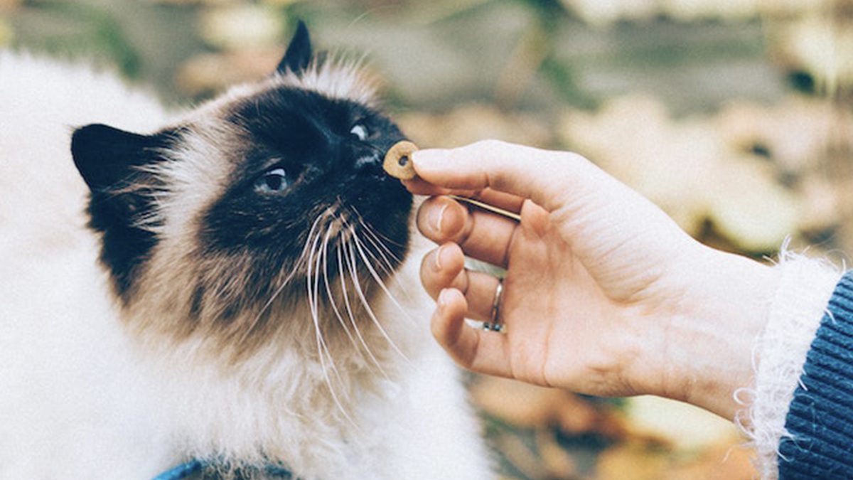 Image de bannière pour l'article de blog: Dix bonnes raisons pour engager un cat sitter
