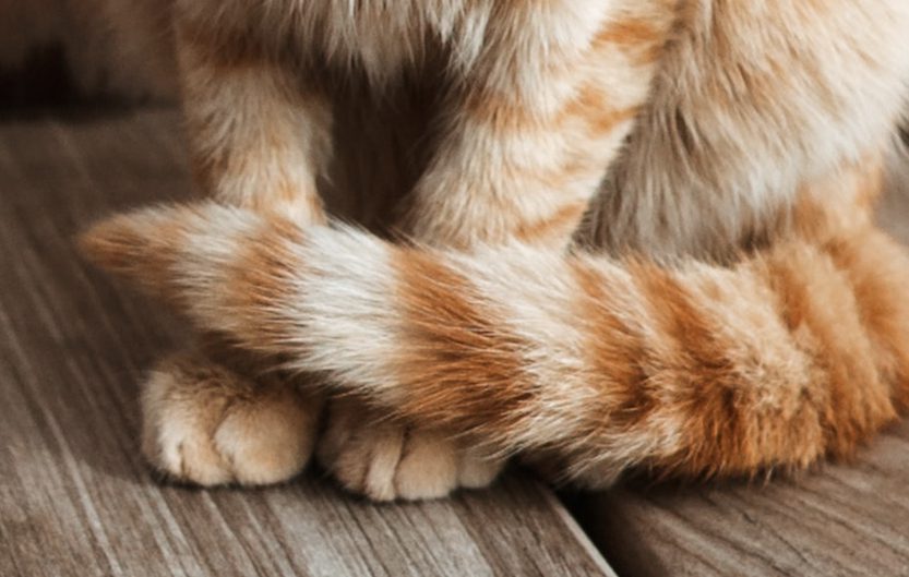 Image de bannière pour l'article de blog: Que nous dévoile la queue de nos chats?