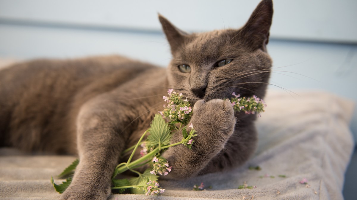 Catnip and cats: a powerful combination