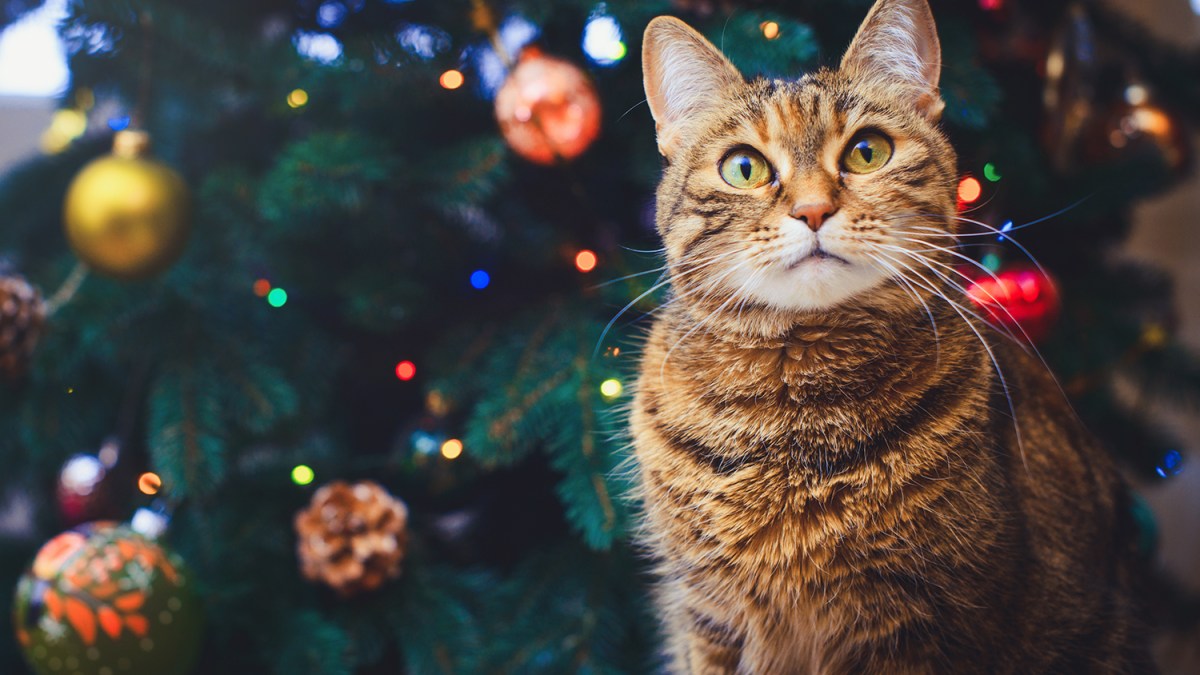 Katze an Weihnachten unterm Weihnachtsbaum