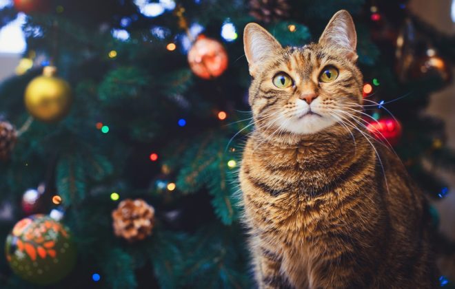 Cat care at Christmas