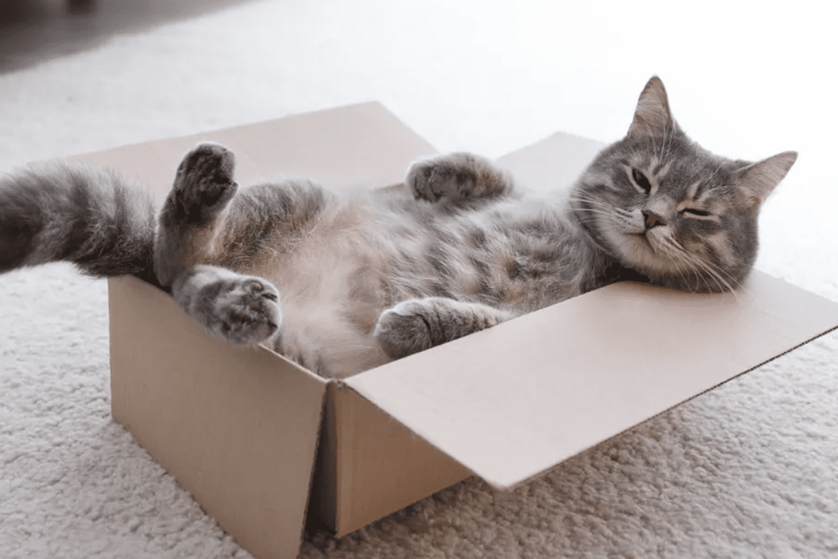 Banner image for blog post: If I fits, I sits: why do cats love boxes?