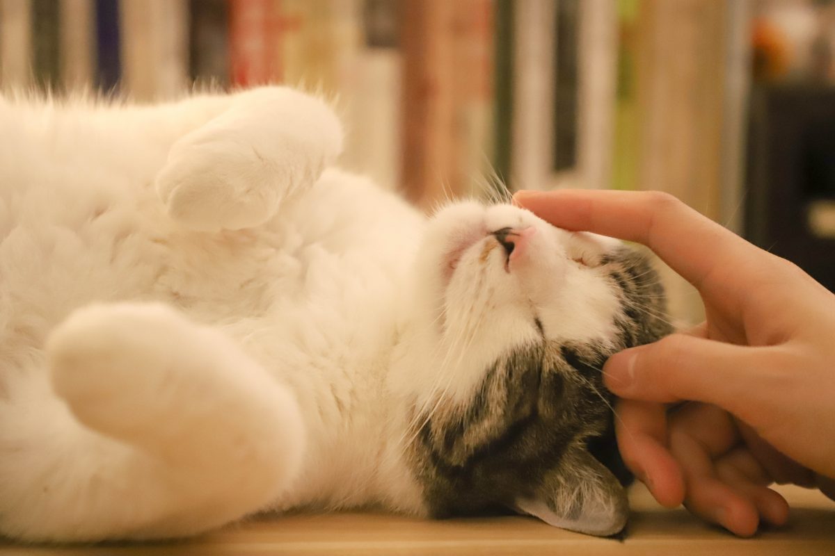 Image de bannière pour l'article de blog: Devrais-je adopter un chat pour lutter contre la solitude?