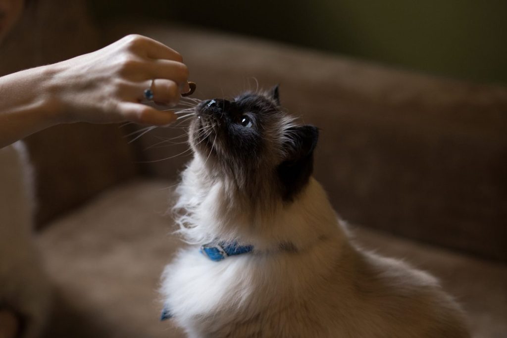 Tips on feeding your cat Tipps zum Essen Deiner Katze