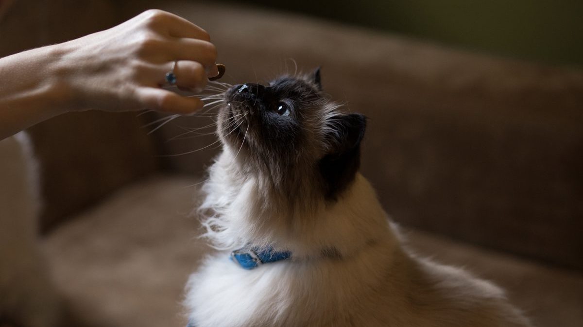 Tips on feeding your cat Tipps zum Essen Deiner Katze