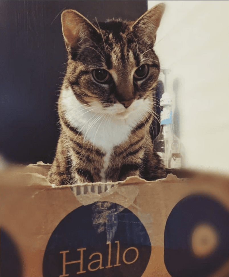 Warum Mögen Katzen Boxen