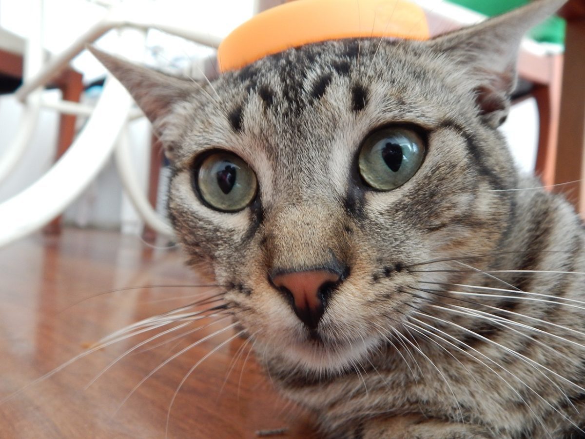 Bannerbild für Blogbeitrag: Haben Katzen Angst vor Gurken? Dies und weitere Internet-Katzen-Phänomene…