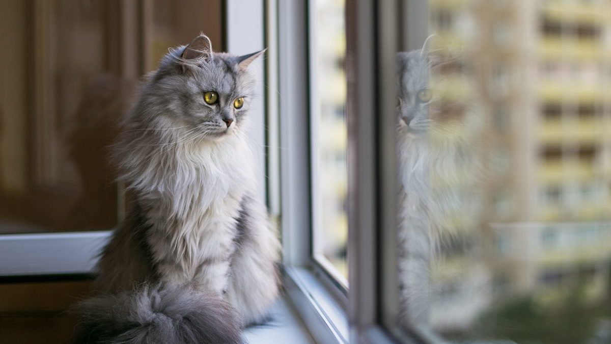 What cat breeds are suited to apartment living