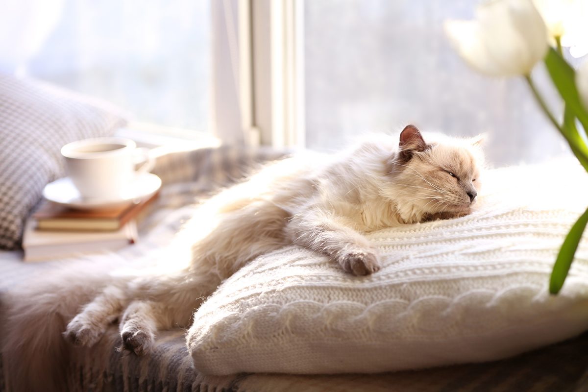 What Cat Breeds Are Best for Apartment Living?