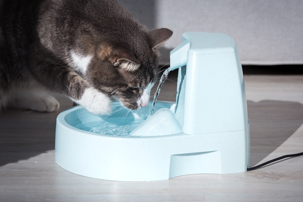 Katze trinkt Trinkbrunnen
