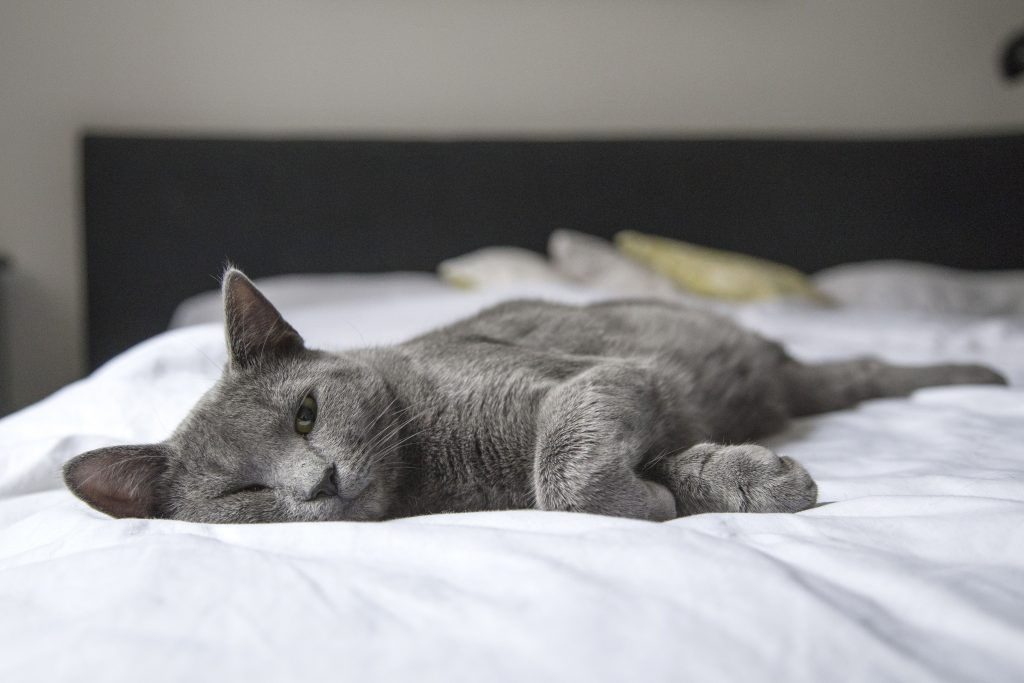 Bannerbild für Blogbeitrag: Unsauberkeit bei Katzen: Protest-Pinkeln oder Stress?