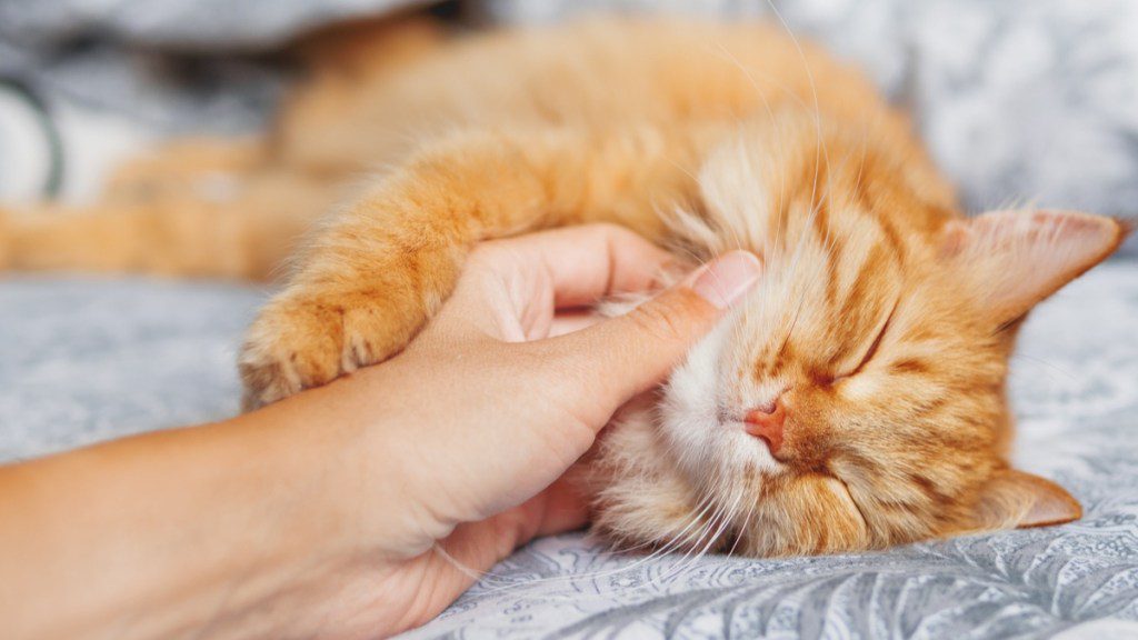 Bannerbild für Blogbeitrag: Mit Katzen kuscheln Geld verdienen