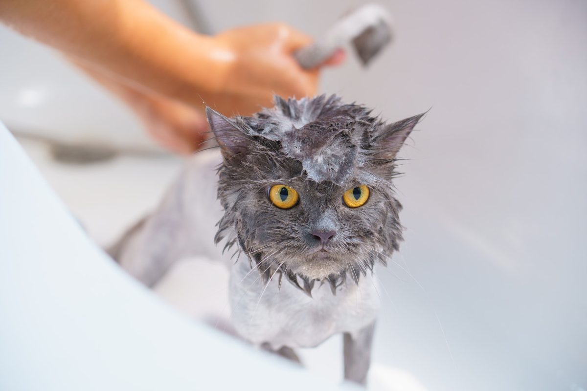 Bannerbild für Blogbeitrag: Sollte ich meine Katze baden?