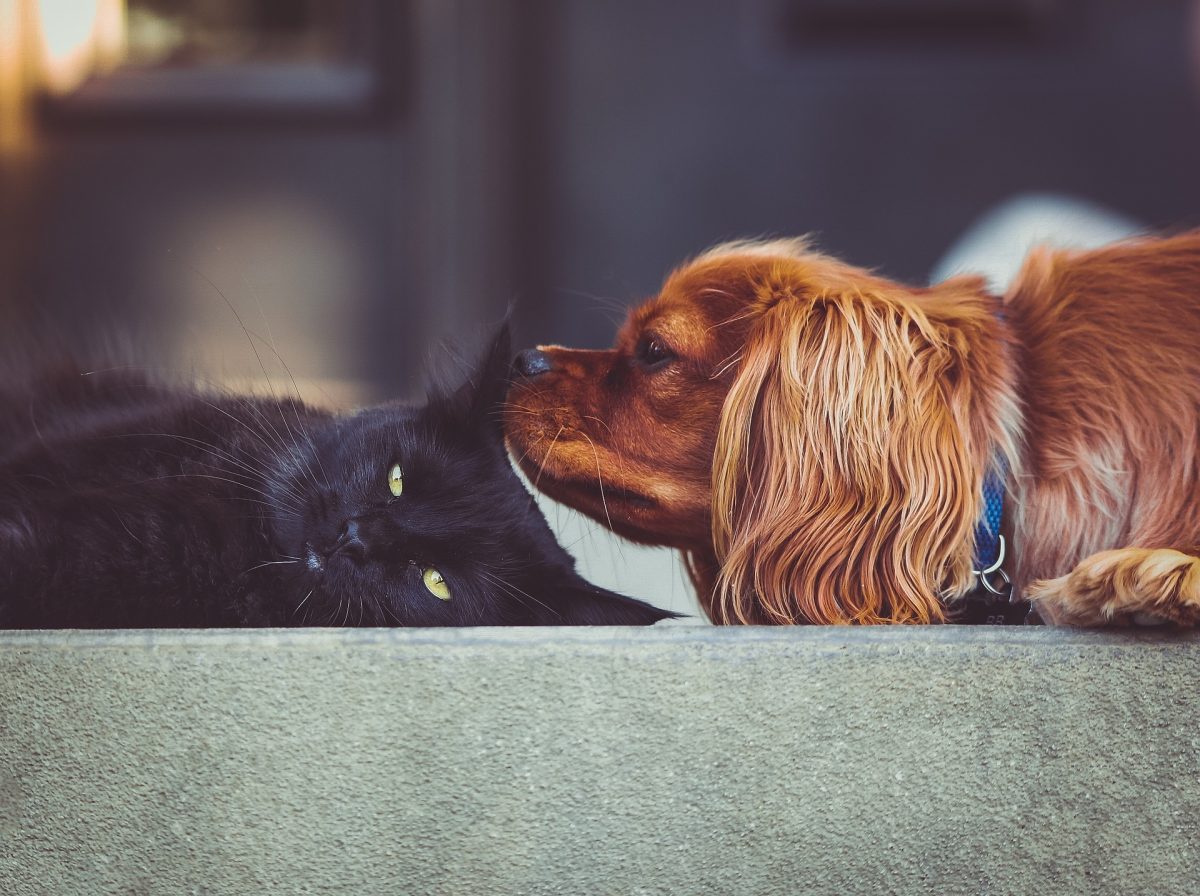 Banner image for blog post: Why is my cat afraid of dogs?