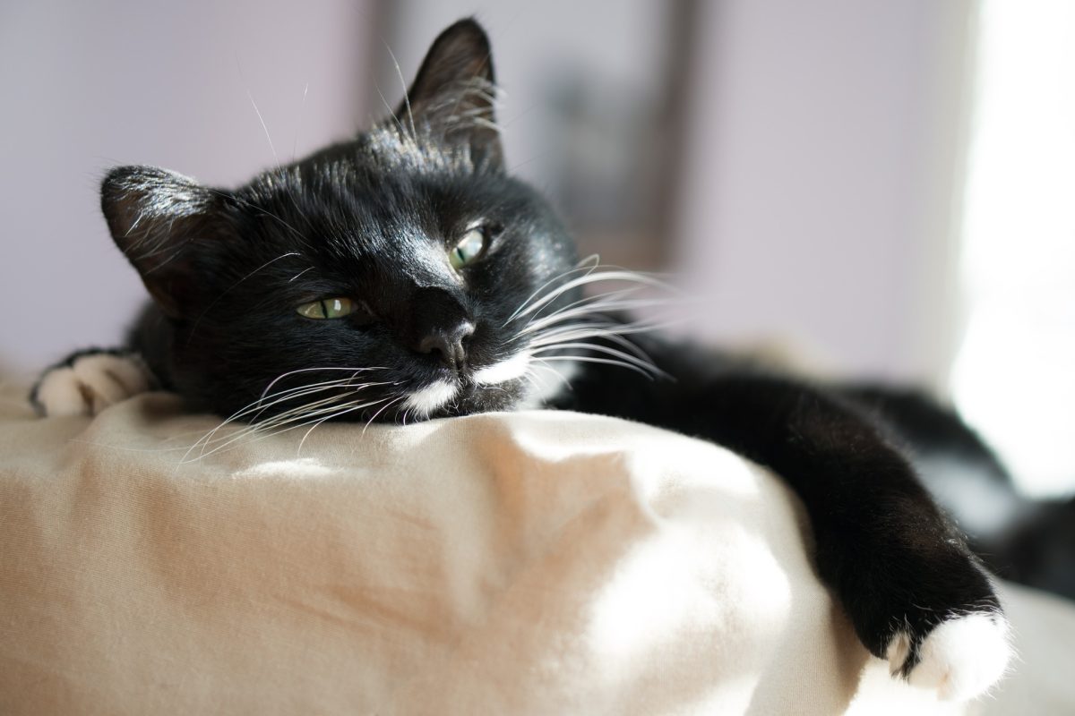 Katze im Bett – Wieso schläft meine Katze auf mir?