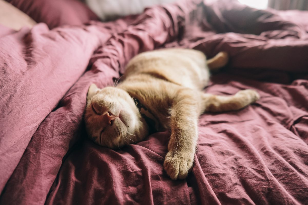 Image de bannière pour l'article de blog: Les chats au lit: pourquoi votre chat aime dormir avec vous?