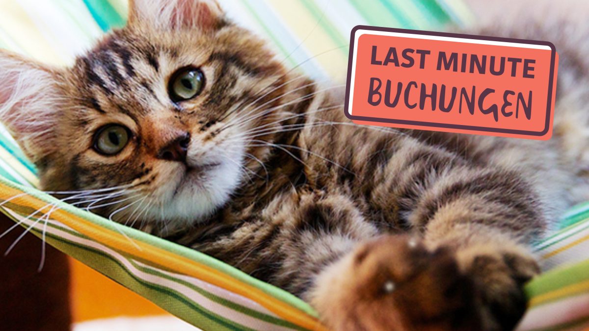 Bannerbild für Blogbeitrag: Kurzfristig Katzensitter buchen