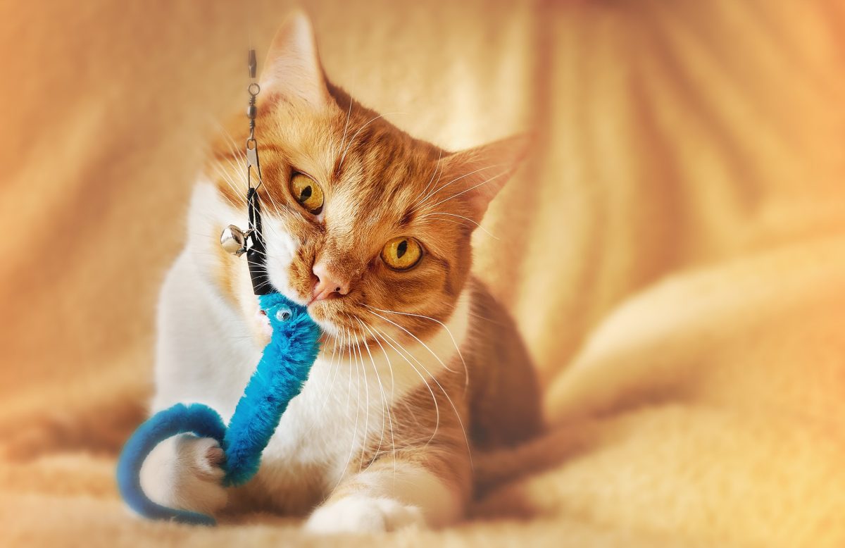 Image de bannière pour l'article de blog: Jouets pour chats, dangereux? De quoi faut-il se méfier?