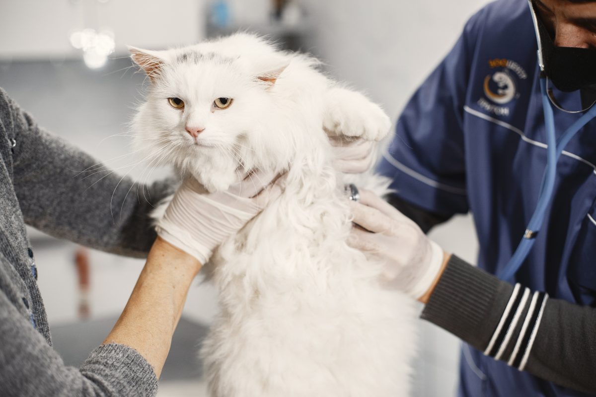 Bannerbild für Blogbeitrag: Erste Hilfe für Katzen – Was du in einem Notfall tun kannst