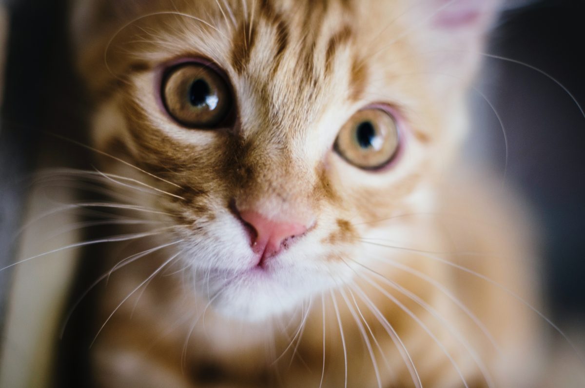 Banner image for blog post: 9 Amazing Facts You Don’t Know About Your Cat