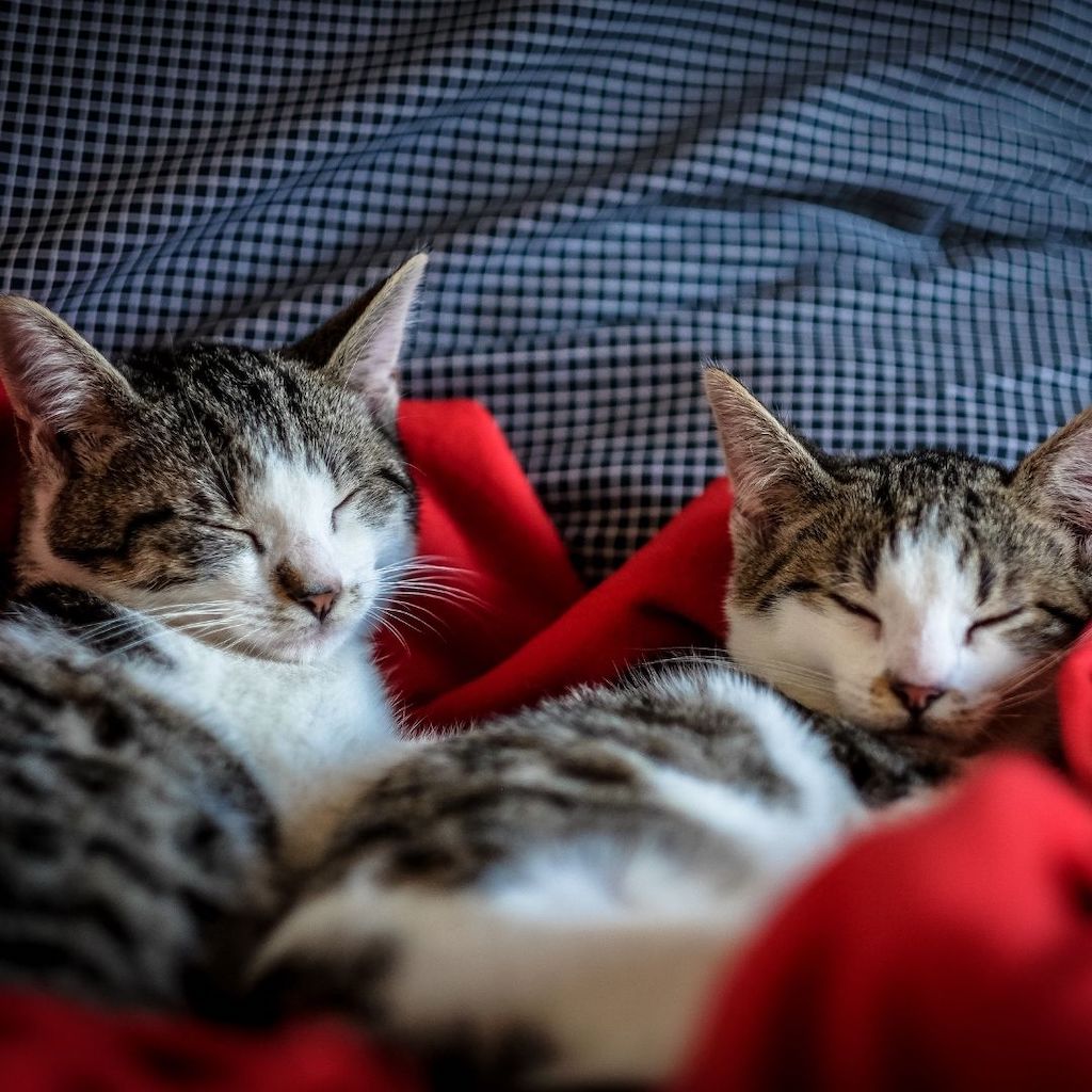 cat siblings