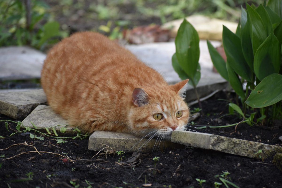 Bannerbild für Blogbeitrag: Warum jagt meine Katze Vögel und Mäuse?
