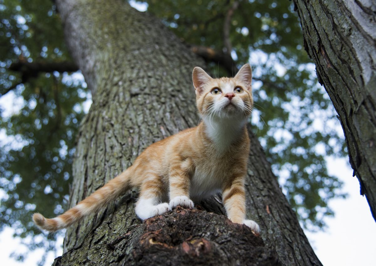 Image de bannière pour l'article de blog: Comment empêcher son chat d’attaquer la faune qui l’entoure?
