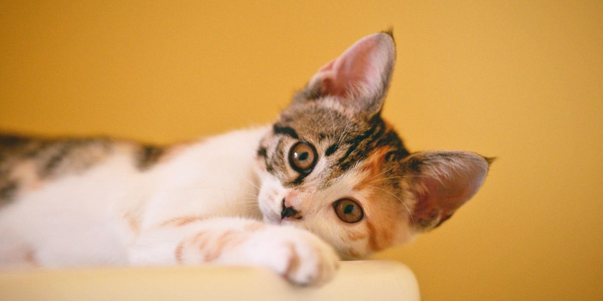 Bannerbild für Blogbeitrag: Sollte ich meine weibliche Katze kastrieren/ sterilisieren lassen?