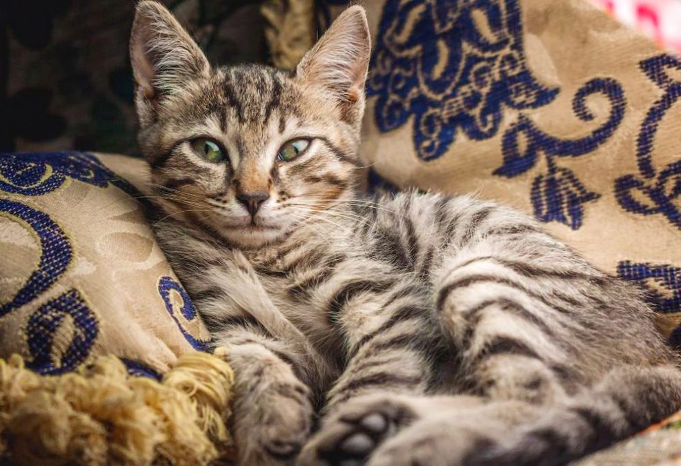 facts about tabby cats