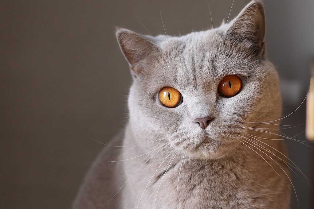Image de bannière pour l'article de blog: Différentes races de chats pour différents styles de vie