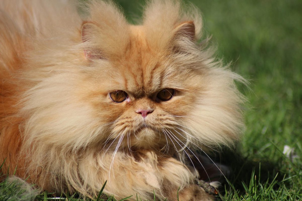 Banner image for blog post: Love Persian Cats? Things to Know About This Amazing Cat Breed
