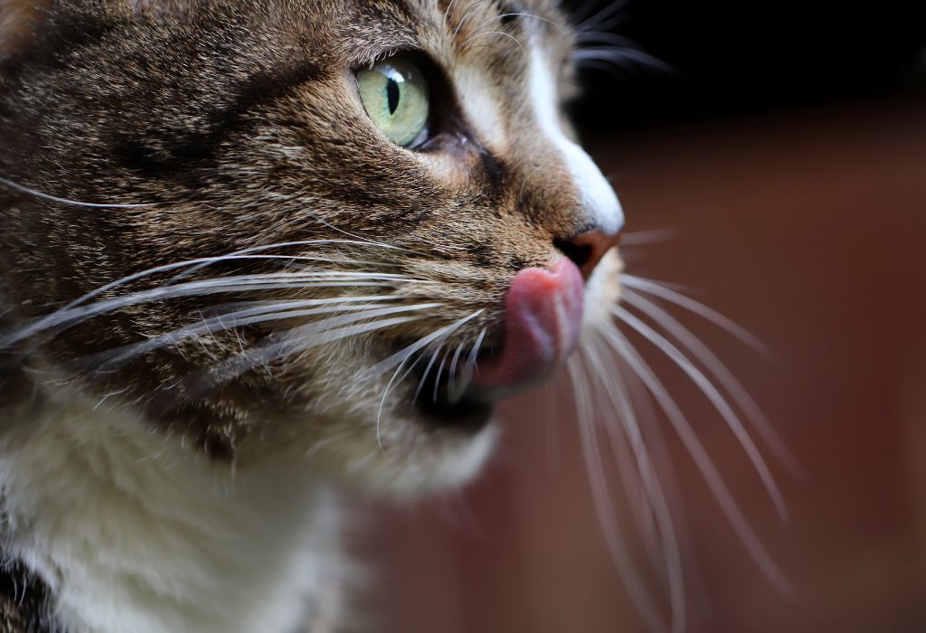 Bannerbild für Blogbeitrag: Katze trinkt nicht? Gründe und Tipps, damit Deine Katze mehr trinkt!