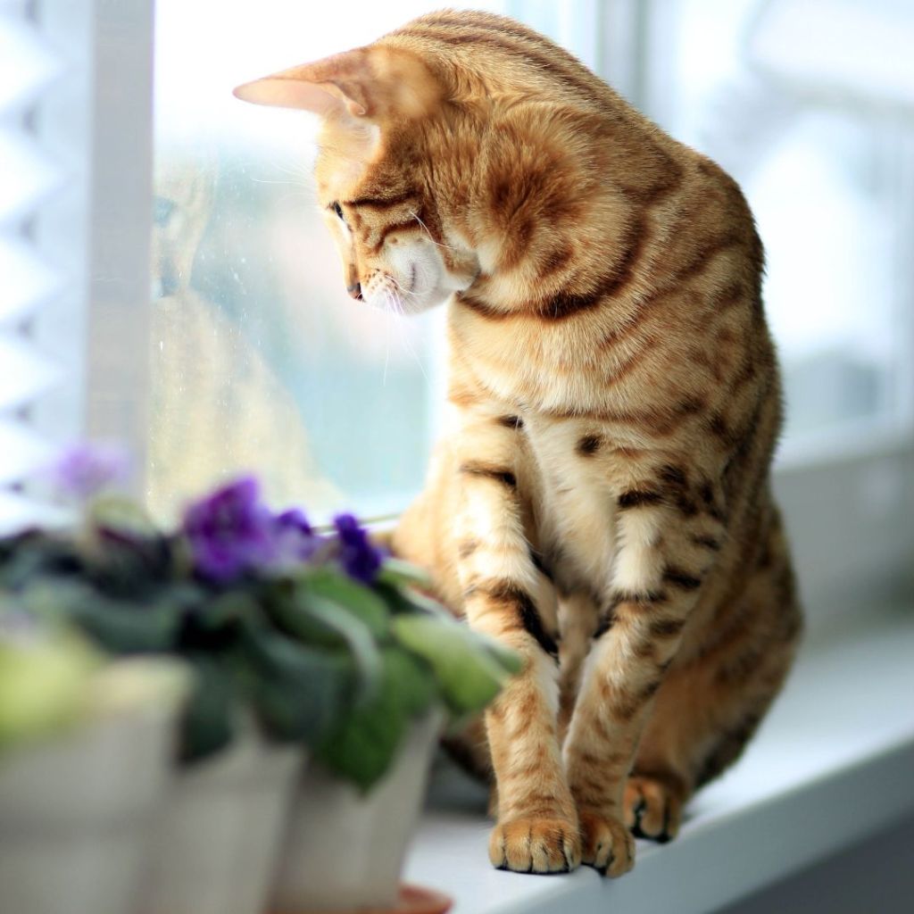 cat sitter water plants