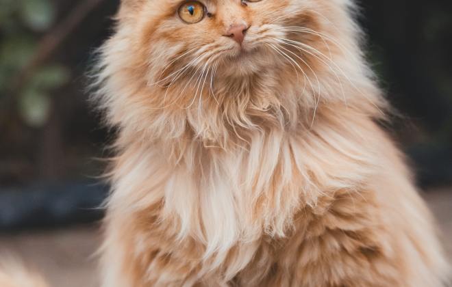 Thumbnail image for blog post: Everything You Need to Know About the Norwegian Forest Cat